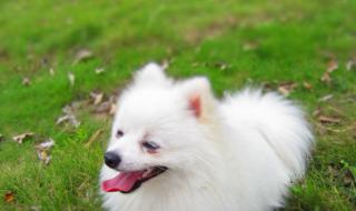 佳能ixus220 佳能ixus220